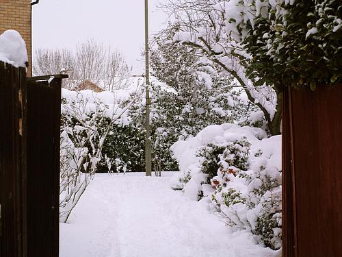 Snow Scene (February 2009)