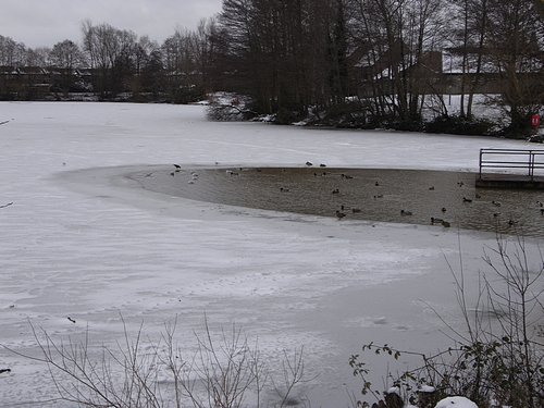 Snow Scene (January 2010)