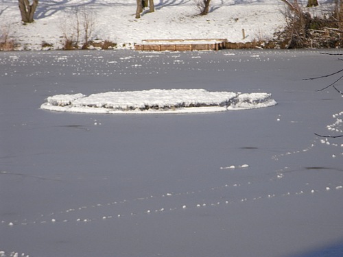 Snow Scene (January 2010)