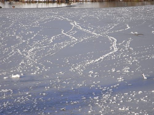 Snow Scene (January 2010)